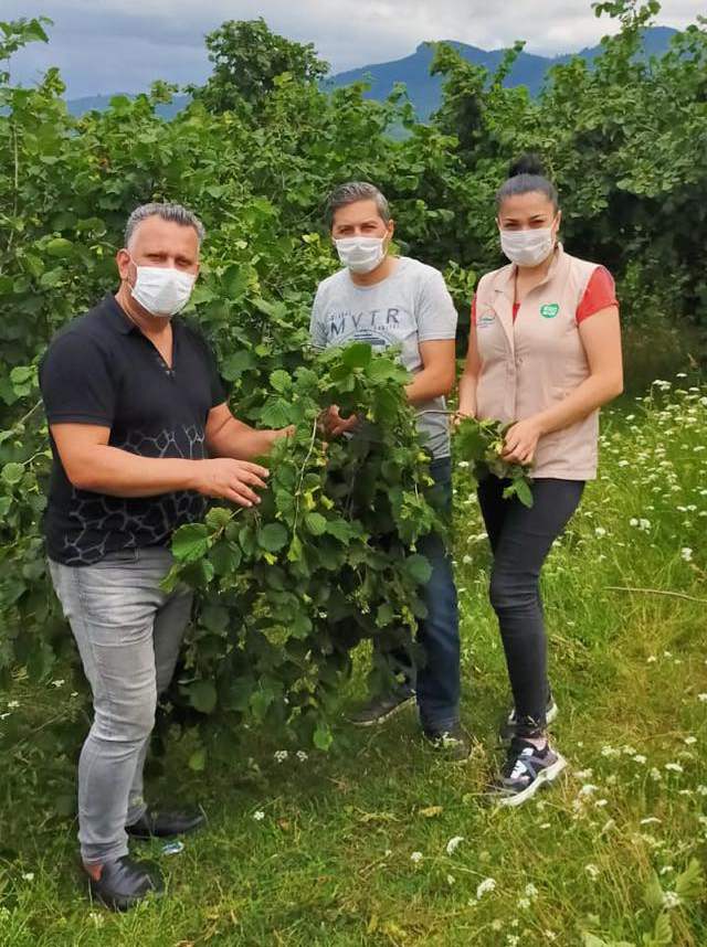 Samsun'da 80 Bin Ton Fındık Bekleniyor