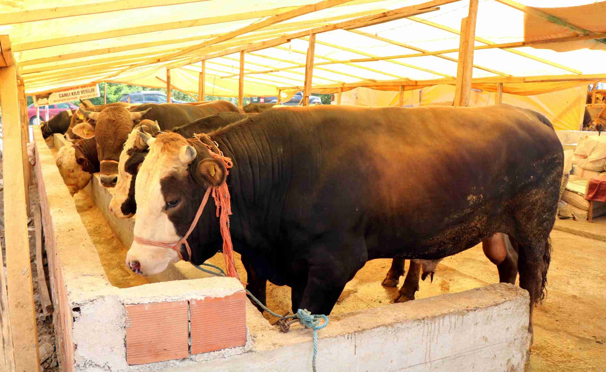 Samsun'da Kurban Etinden Şarbon Bulaştı