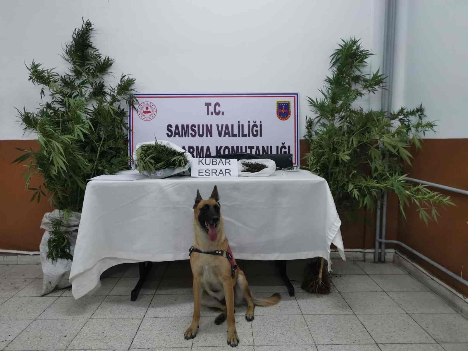 Dedektör Köpeği Ozon İş Başında