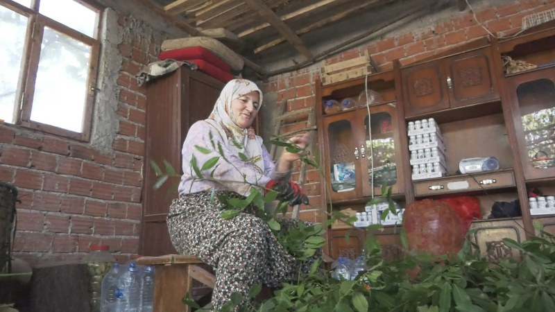 Alaçam'dan İzmir'e Defne Yaprağı