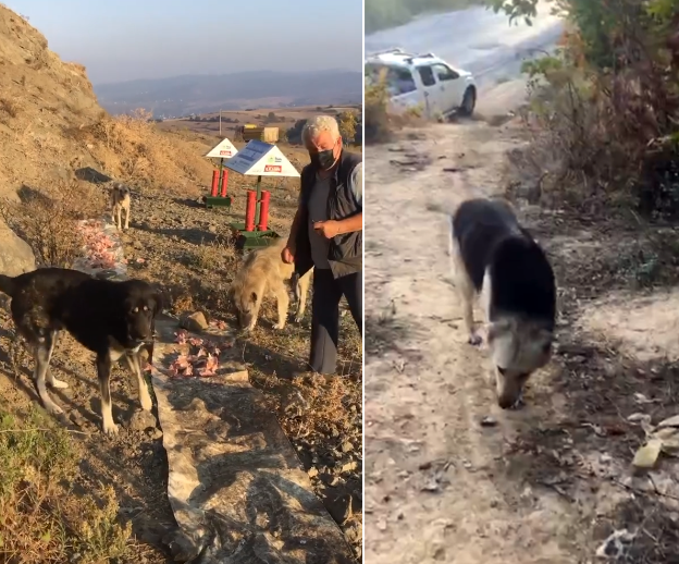 İlkadım'da Köpekler Toplandı İddiası
