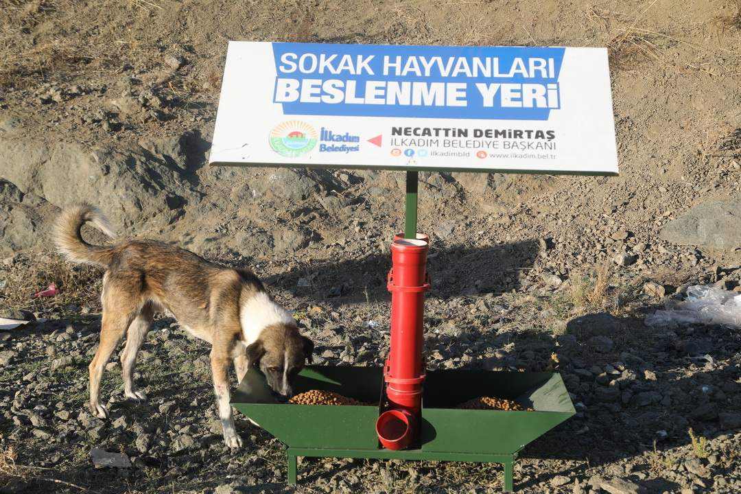 Sokak Hayvanları Aç Bırakılmıyor