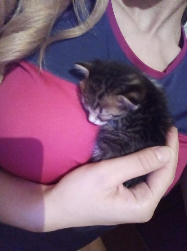 Sahibiyle Karantinada Kalan Kedi Kurtarılamadı