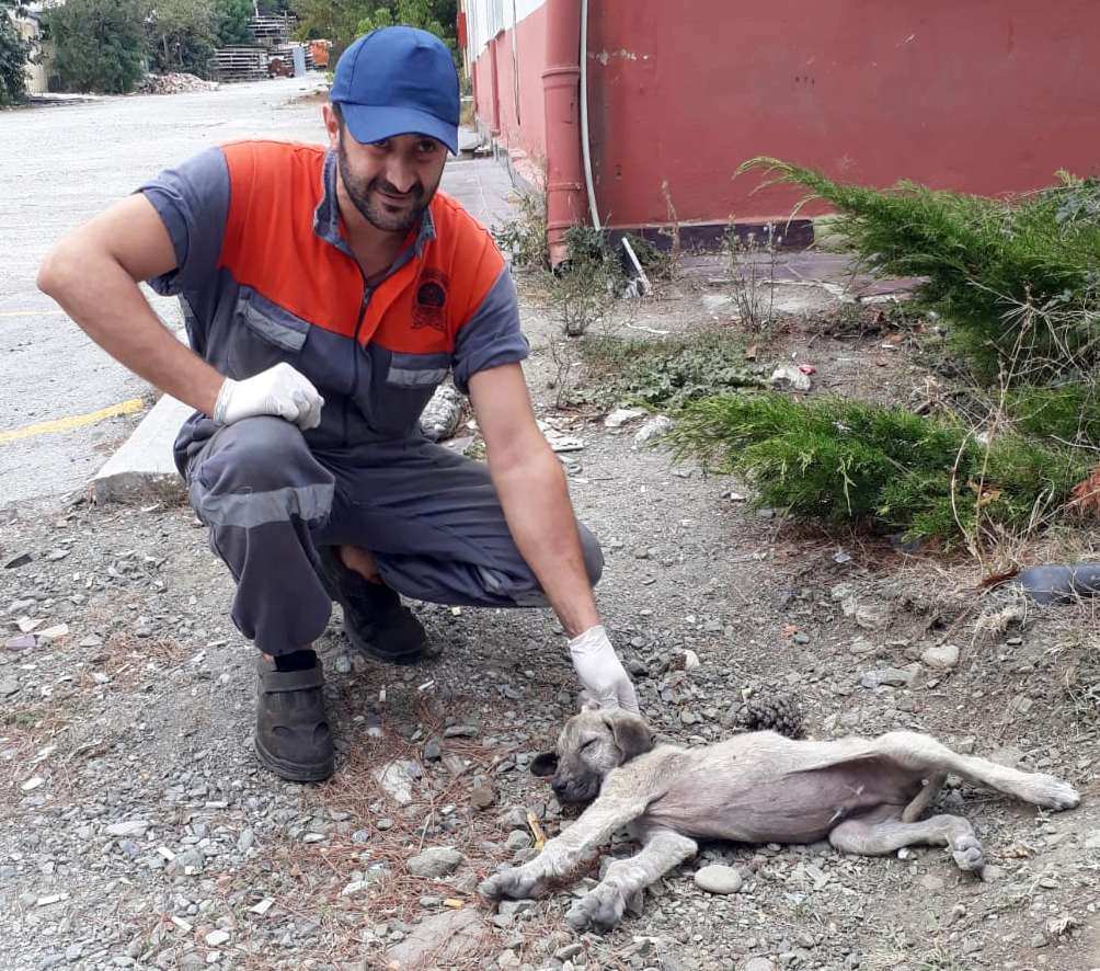 Düşkün Haldeki Köpeğe Hayat Desteği