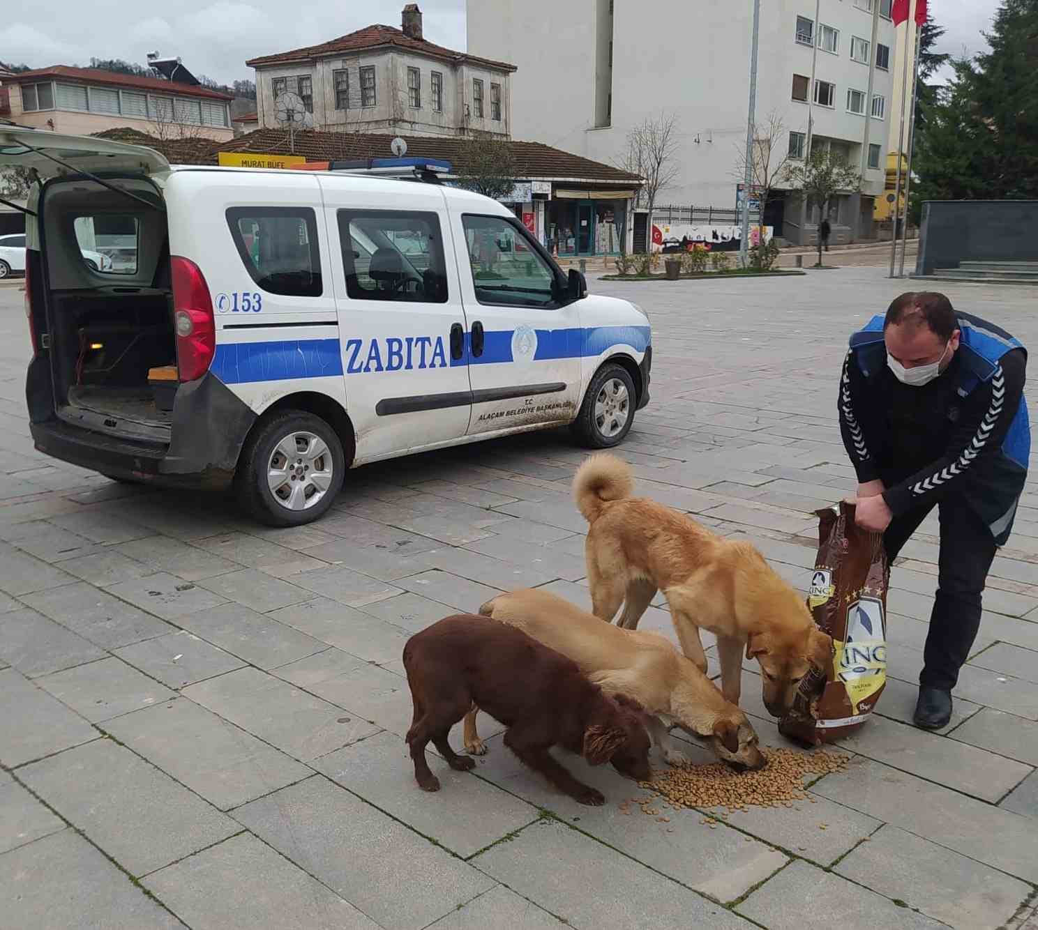 Alaçam'da Sokak Hayvanları Beslendi