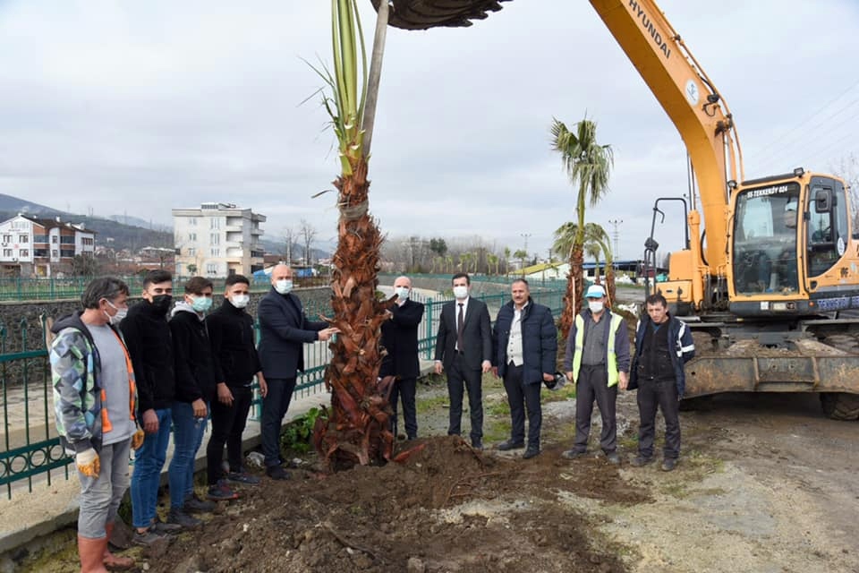 Tekkeköy'de Palmiye Ağaçları Toprakla Buluştu