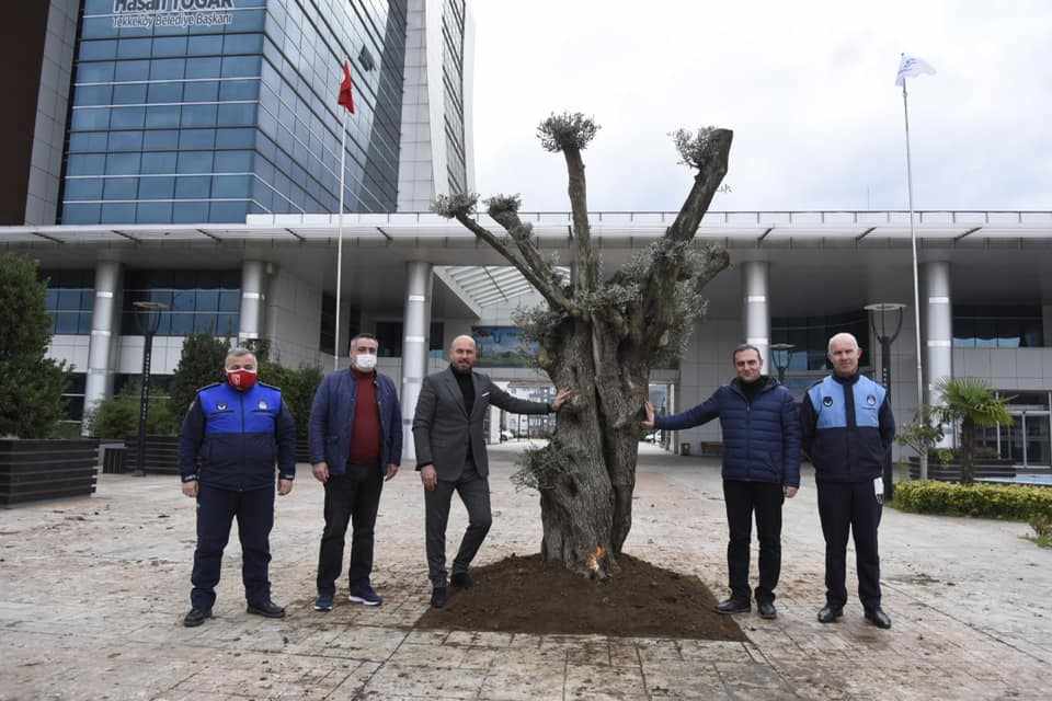 Tekkeköy'e Asırlık Zeytin Ağaçları