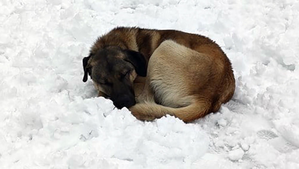 Kar Üstünde Uyuyan Köpek Yürekleri Burktu