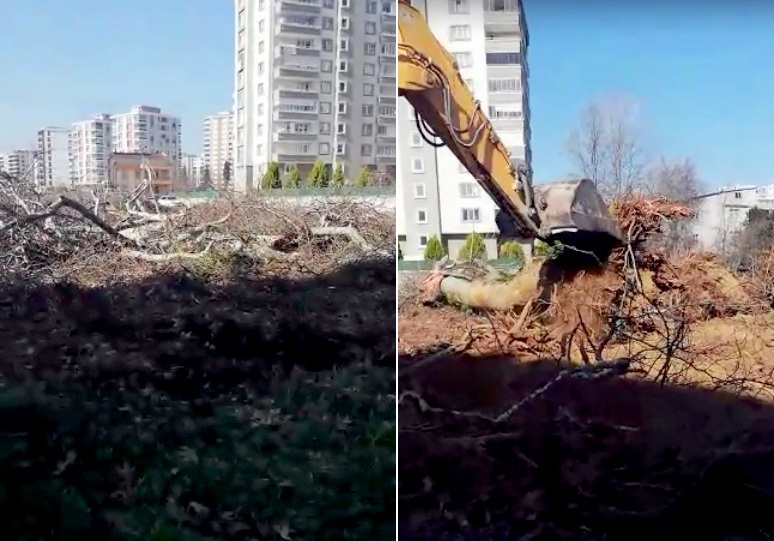 Leyleklerin Yuvası Ağaçlar Kesildi