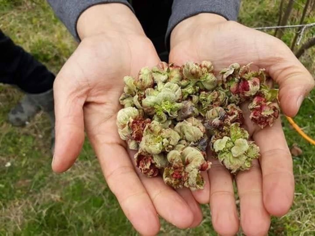 Fındık Ocaklarında Kozalaklara Dikkat!
