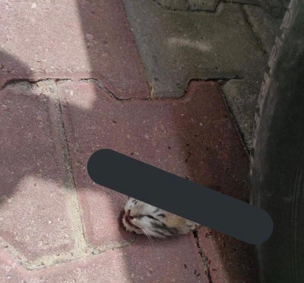 Canik'te Kedi Dehşeti
