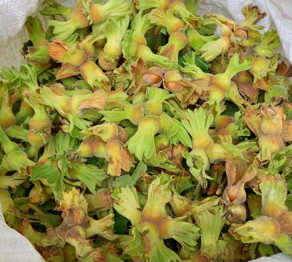 Üretici Bahçeye Girdi Gözü Kulağı Fiyatta