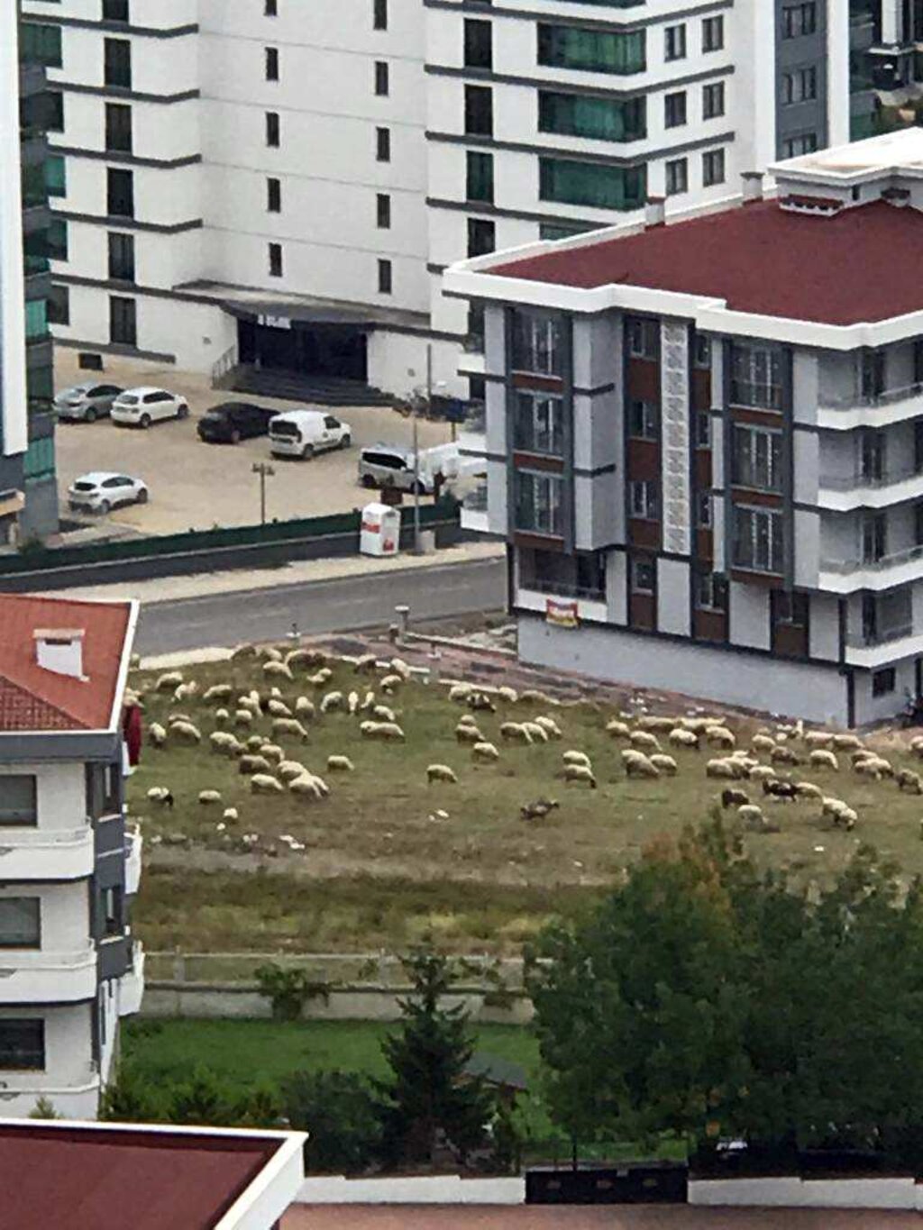 Hayvancılığın Betonla Savaşı!