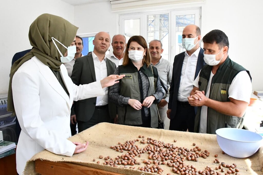 Termeli Fındıkçı TMO'da
