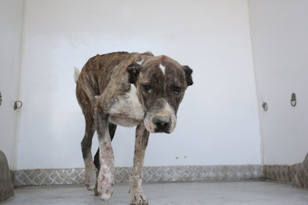 Ağır Yaralı Köpeğin İmdadına Yetiştiler