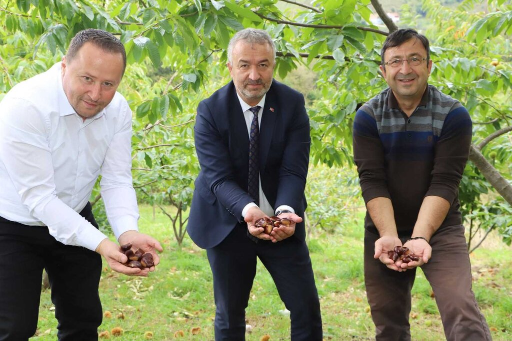 Nebiyan'da 4 Çeşit Kestane Tescillendi