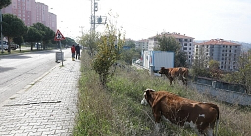 İlkadım'da Yeni Yaşam Alanlarında 'Hayvan Ahırı' Sorunu