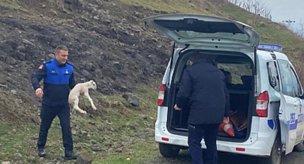 Tekkeköy Zabıtası 'Kayıp Kuzu'yu Buldu