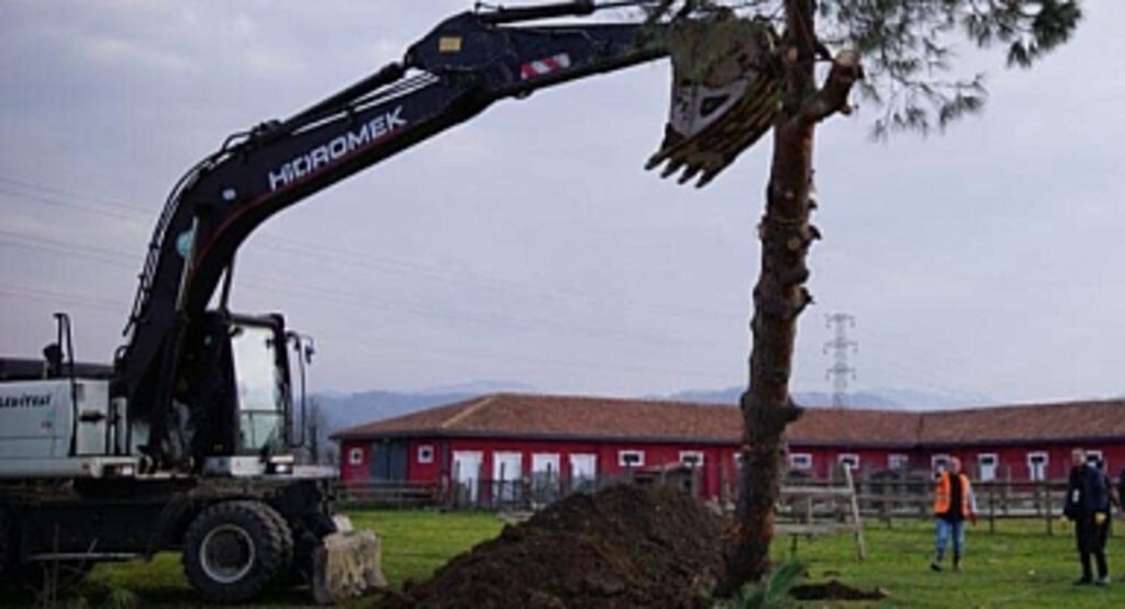 Çarşamba'da Sökülen Ağaçlar Yaşatılıyor