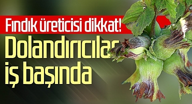 Fındık Üreticisi Dikkat! Dolandırıcılar İş Başında