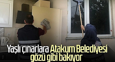 Yaşlı çınarlara Atakum Belediyesi gözü gibi bakıyor