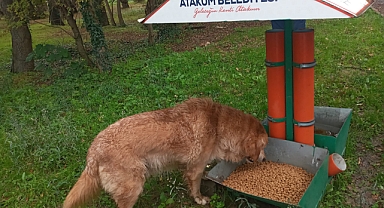 Atakum Belediyesi’nden Patili Dostlara Sevgi ve Mama Dolu Destek