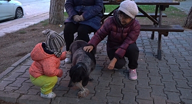 Atakum'da Agresif Hayvanları Barınağa Götürülüyor!
