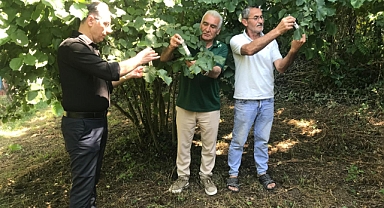 Ayvacık'ta 10 Bin Samuray Arısı Doğaya Salındı