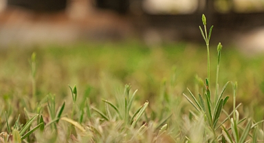 İlkadım'da Aromatik Bitkiler Yaygınlaşıyor