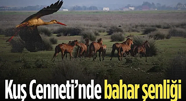 Kızılırmak Deltası Kuş Cenneti’nde Bahar Coşkusu: Flamingolardan Görsel Şölen