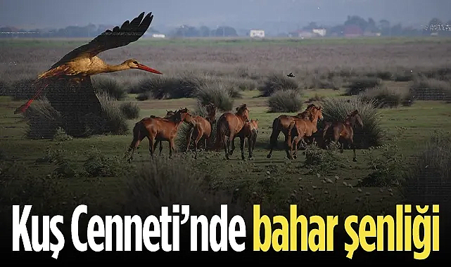 Kızılırmak Deltası Kuş Cenneti’nde Bahar Coşkusu: Flamingolardan Görsel Şölen