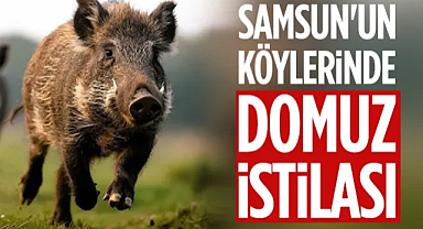 Samsun'un Köylerinde Domuz İstilası
