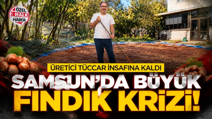 Samsun'da fındık krizi büyüyor! Üretici tüccar insafına kaldı...