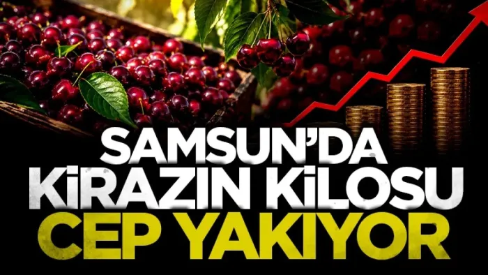 Samsun'da kirazın kilosu cep yakıyor! 