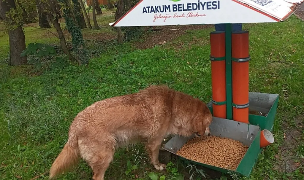 Atakum Belediyesi?nden Patili Dostlara Sevgi ve Mama Dolu Destek