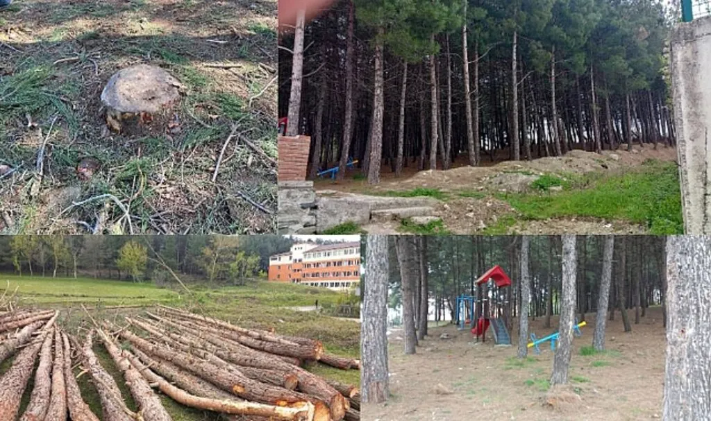MHP?li Alaçam Belediyesi Ormanlık Alanı İmara Açtı İddiası