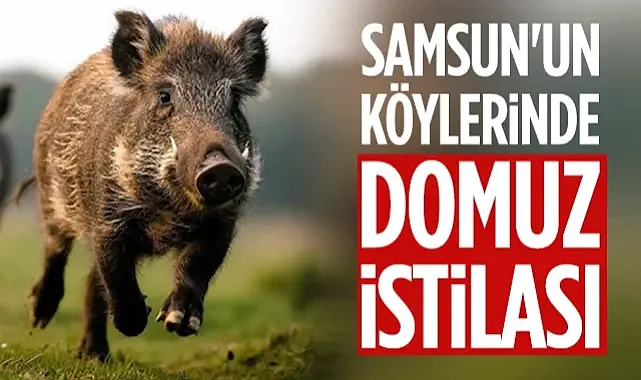 Samsun'un Köylerinde Domuz İstilası