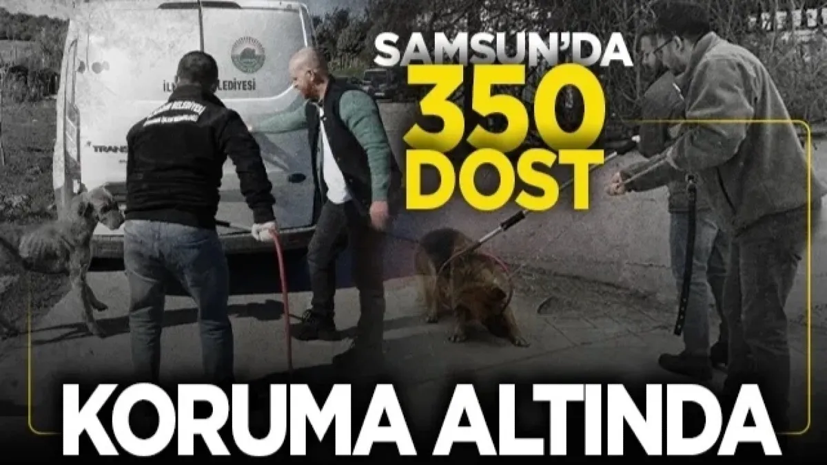 İhsan Kurnaz'dan Sokak Hayvanları İçin İlçelere Çağrı