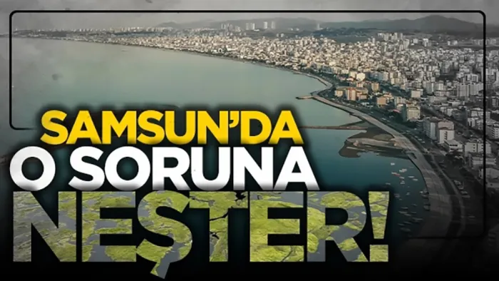 Samsun Kurupelit Marina'daki deniz marulu sorununa neşter