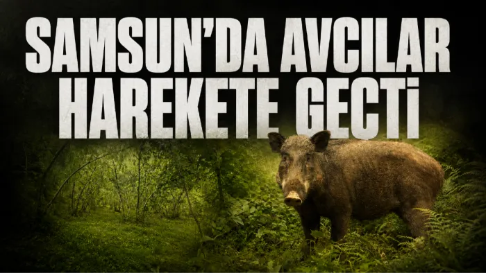 Samsun'da fındık sezonu öncesi domuz alarmı: Avcılar harekete geçti